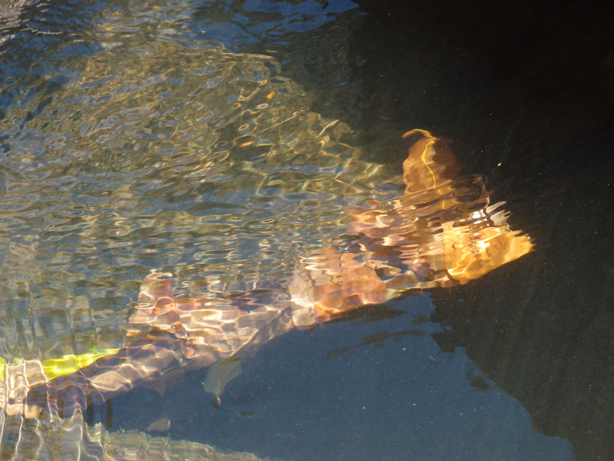 2016-02-10 am Fluss (Foto, Video)